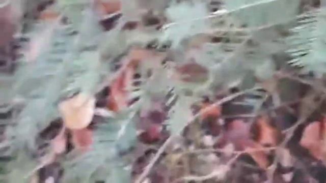 ГРИБИ КАРПАТ ?ЛИСТОПАД 22.11.2020? смотреть онлайн