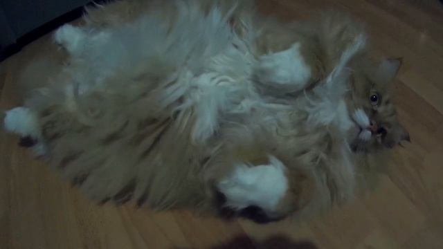 таити таити нас и тут неплохо кормят дача под Архангельском смотреть онлайн