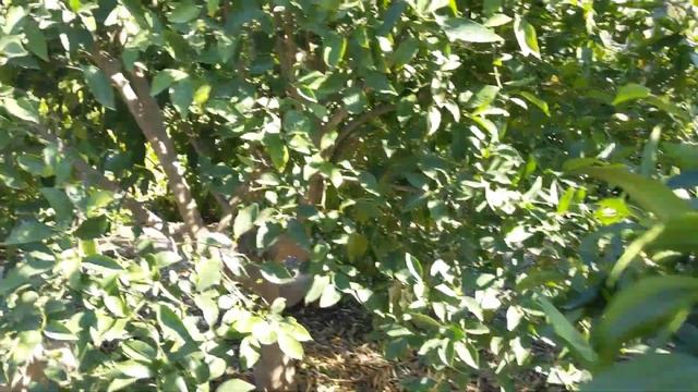 Мои первые прививки цитрусовых-- Buddha hand citron и Nagami Kumquat. смотреть онлайн