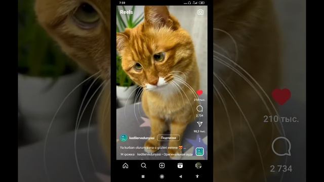кот как со шрека)))#shortvideo смотреть онлайн