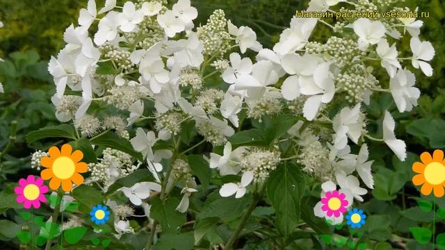Гортензия метельчатая Уайт Леди. Краткий обзор, описание hydrangea paniculata White Lady смотреть онлайн