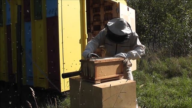 Отбор меда в кассетных павильонах Берендей . 2016г смотреть онлайн