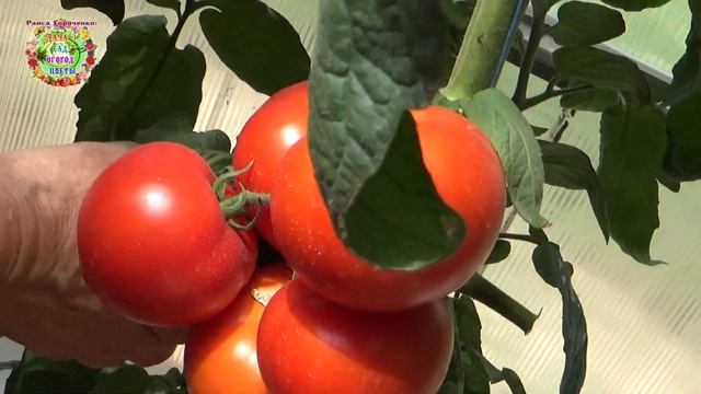 Как вырастить самый большой урожай помидоров в теплице. Важная формировка томатов в июле смотреть онлайн