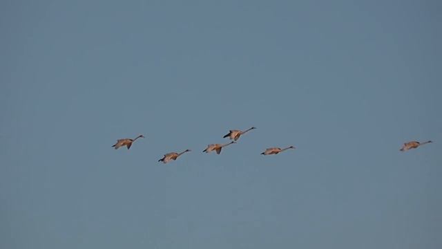 посадка лебедей смотреть онлайн