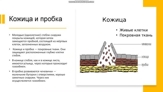 6 класс. Органы цветковых растений. Побег, стебель, почки смотреть онлайн