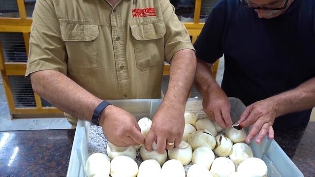 Boa vs Python Motley Showdown PLUS Jay's Life Lesson смотреть онлайн