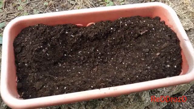 Как посадить ИМБИРЬ в домашних условиях. смотреть онлайн