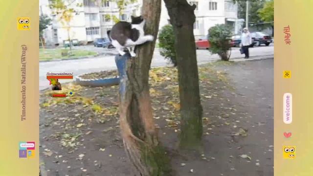 Упражнения для молодой мамы на дереве Кошечка#pusa#gato #like#cat#кот смотреть онлайн