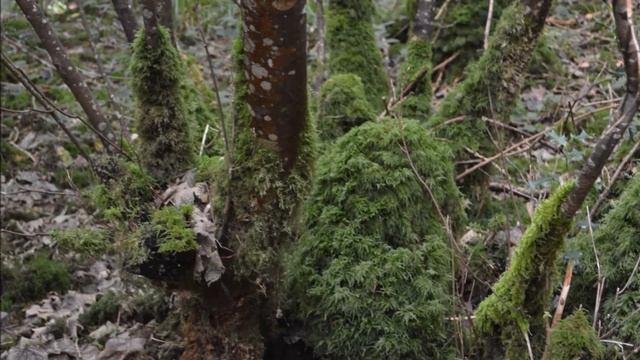 Кельтские Мотивы / Celtic Legends / Мир Ирландского Фольклора