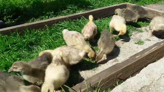 Отказ от гусей Легард и Серая Крупная смотреть онлайн