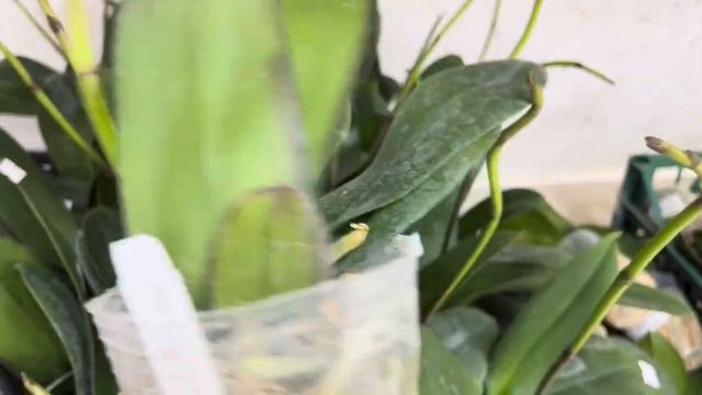 Обзор дух поставок орхидей Miki Orchid#20,21🌸5.08.2024 г.