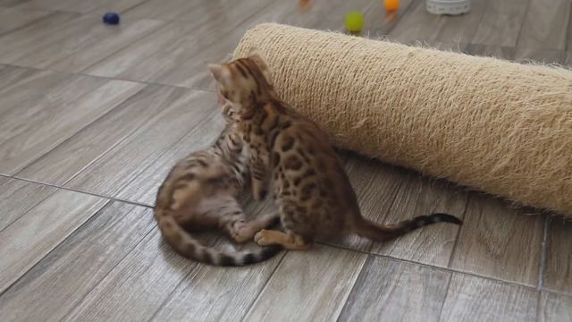 Bengal kittens - One for all and all for one / Бенгальские котята- один за всех и все за одного смотреть онлайн