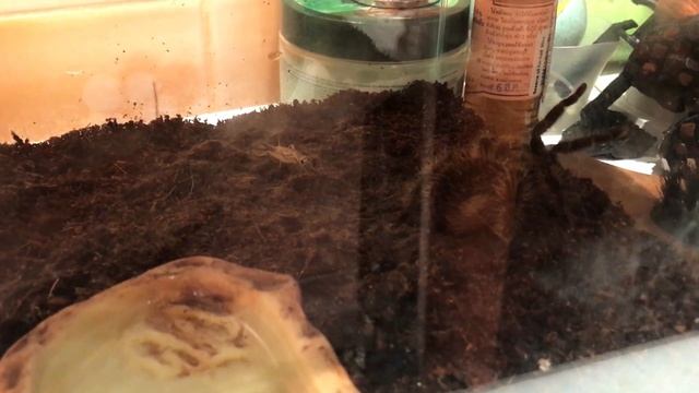 Кормление паука птицееда - Брахипельма альбопилозум! Tarantula Feeding - Brachypelma albopilosum смотреть онлайн