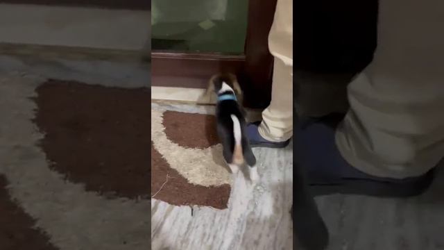 Beagle Puppy @ Delhi & all India delivery 📞 95407 92727 смотреть онлайн