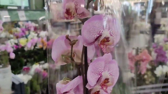 Екзотичні ОРХІДЕЇ в Епіцентрі. Дивовижна НОВА ПОСТАВКА😃🌷🌷🌷 смотреть онлайн