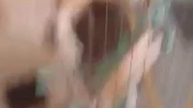 третья часть обзора о мини зоопарке в Комсомольске-на-Амуре смотреть онлайн
