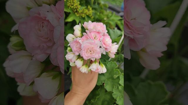 Пеларгония ТА Эммануэль смотреть онлайн