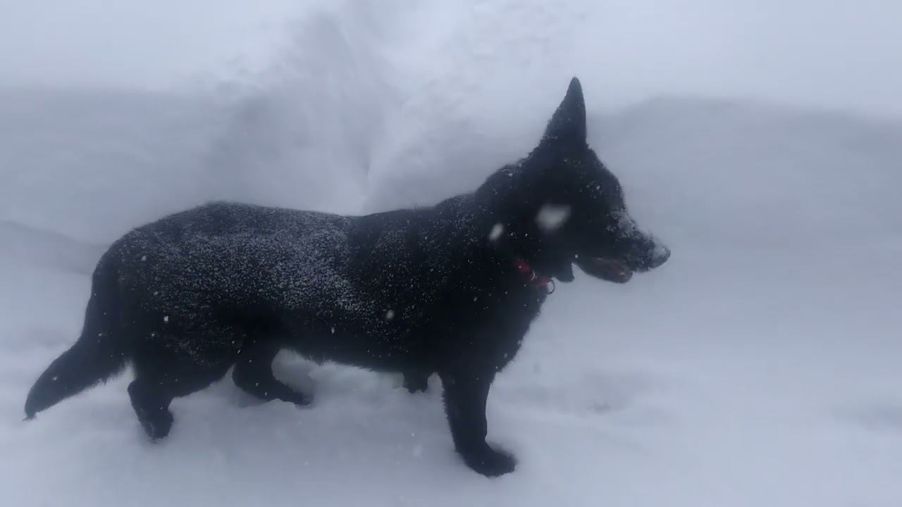 ВЕО черная Восточно Европейская Овчарка 5 смотреть онлайн