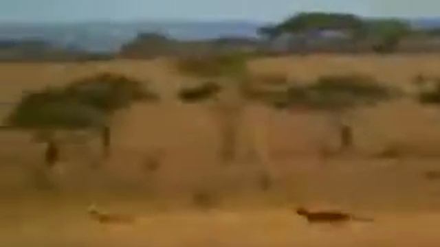 Человек бежит быстрее чем леопард смотреть онлайн