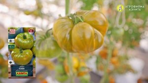 Экзотический сорт томата КИВИ. Рекомендуем к выращиванию!