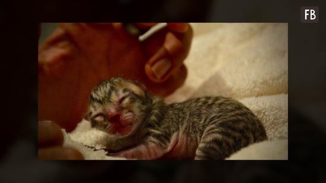 Мужчина нашел на природе котенка. Оказалось, усатый - настоящее сокровище смотреть онлайн