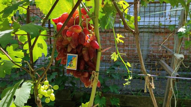 Дубовский Розовый все об особенностях выращивания 13.08.2020 Теплова Татьяна смотреть онлайн