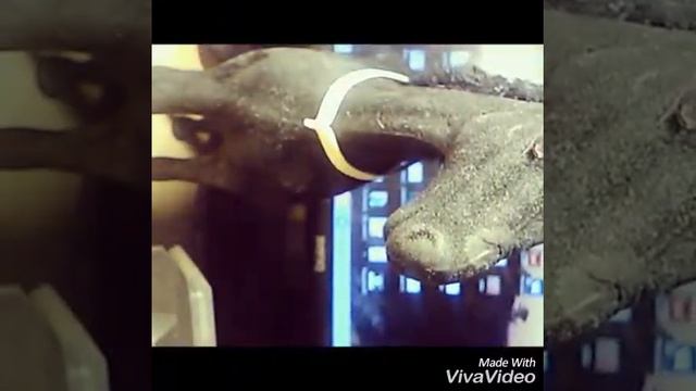 Мой первый видео урок|уздечка? смотреть онлайн
