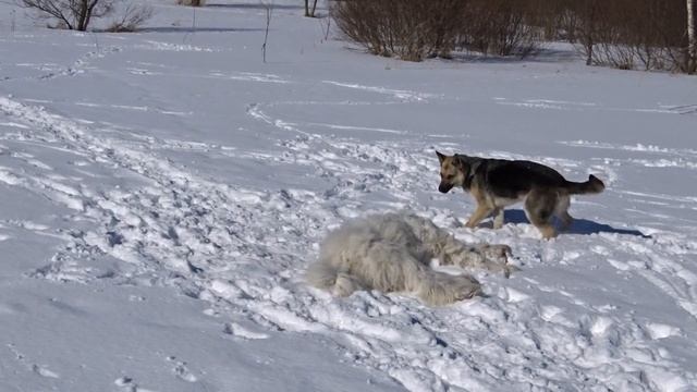 Южно-русская овчарка и восточноевропейская овчарка. Юниоры смотреть онлайн