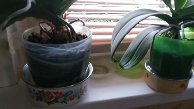 Фаленопсисы/как я поливаю орхидеи/домашние дела))) смотреть онлайн