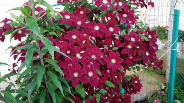САМЫЕ ЛУЧШИЕ КЛЕМАТИСЫ. ЧАСТЬ 2. ГРУППА ОБРЕЗКИ 3. смотреть онлайн