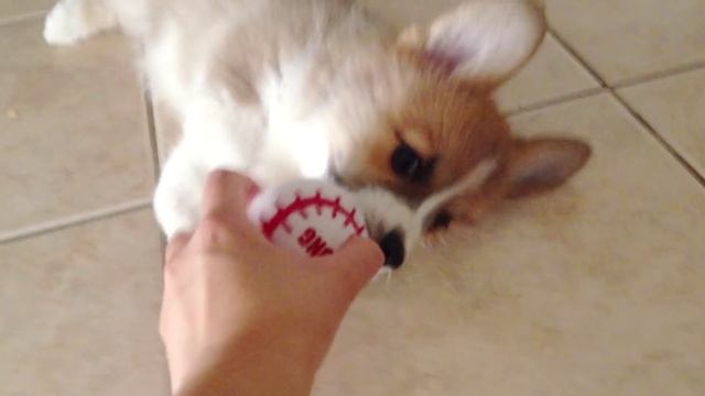 Ralph the Corgi Puppy Gets Distracted During Fetch смотреть онлайн