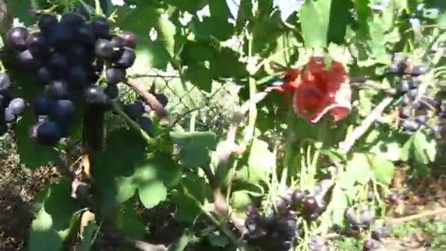 виноград рошфор 2020р смотреть онлайн