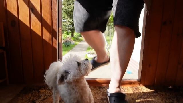 24 ЧАСА ТАЙНО ЖИВЁМ В ДОМЕ СОСЕДЕЙ С КОТАМИ И СОБАКОЙ | ПРОНИКЛИ В ЧУЖОЙ ДОМ смотреть онлайн