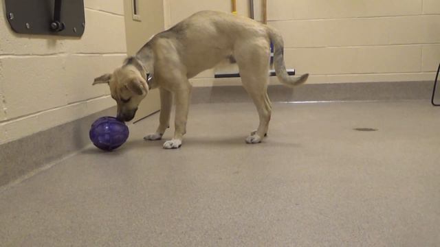 Meet Sanders! смотреть онлайн