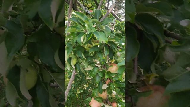 Моя любимая дача. Мои сад. Август смотреть онлайн
