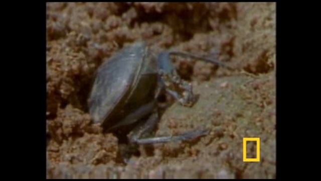 Жук навозник смотреть онлайн