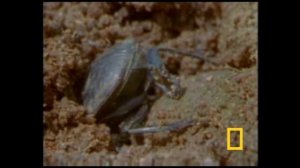 Жук навозник