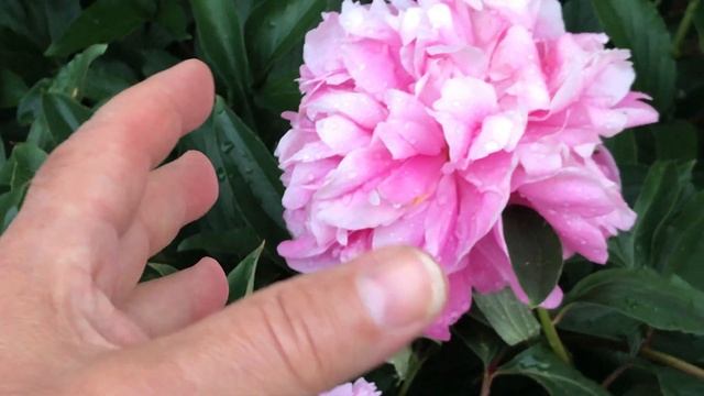 Pivoine herbacée de Chine 'Paeonia lactiflora Edulis Superba' Grandeur de la fleur égale la senteur смотреть онлайн