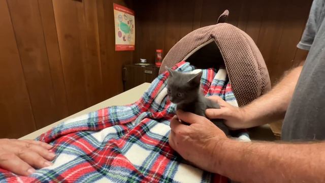 Опять к врачу, нервничает… #натальяфальконе #сша смотреть онлайн