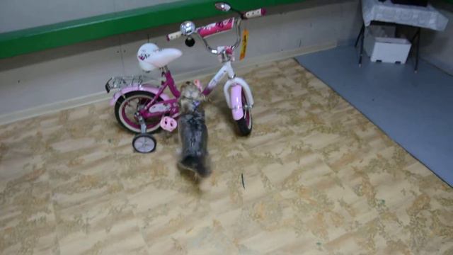 Йоркширский терьер и дудка. смотреть онлайн