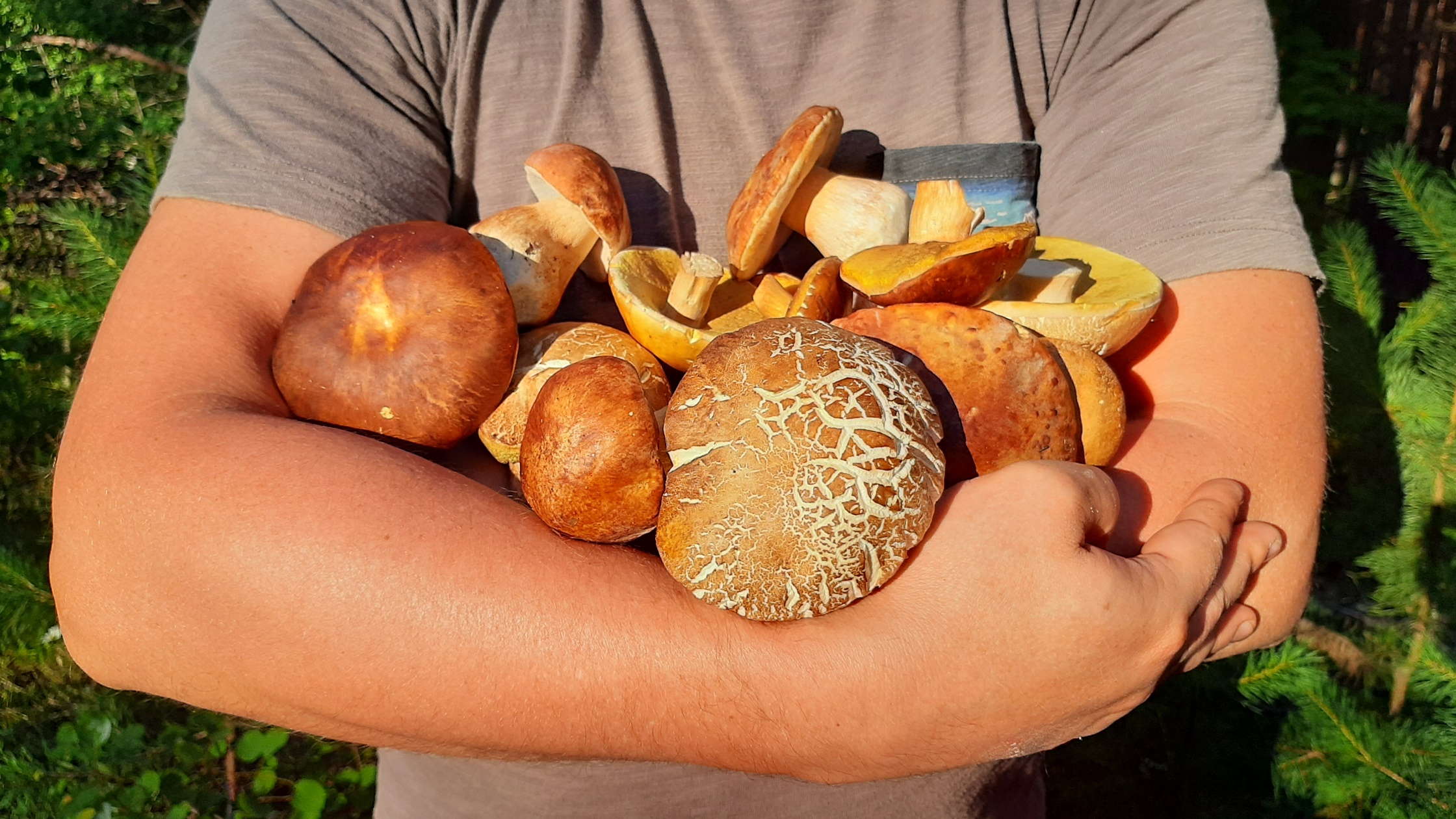 ЗА БЕЛЫМИ ГРИБАМИ! Московский Грибник Показывает Свои Грибные Места! смотреть онлайн