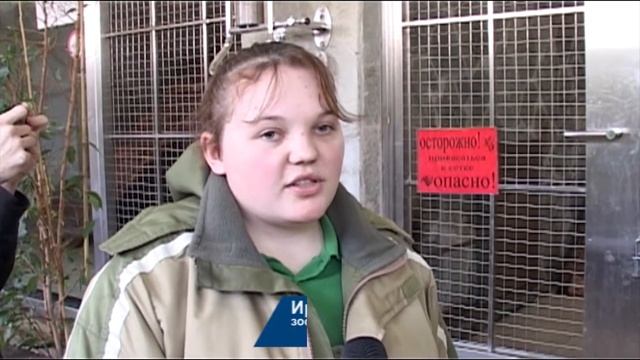 Черный ягуар Рок в новой среде обитания смотреть онлайн