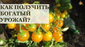 Томаты на подоконнике / Все секреты выращивания!