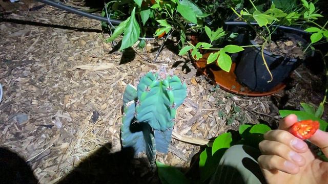 Peruvian Apple Cactus Blooming in my Tropical Greenhouse update смотреть онлайн