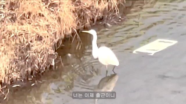 ENG ) 자취생 브이로그? 지코바 보다 맛있는 집코바 치킨? /먹어도 끝이 없는 명절 음식... l 지코바치킨, 북엇국, 연어 샌드위치?, 쏨땀, 뿌빳퐁커리?, 오야꼬동? l смотреть онлайн