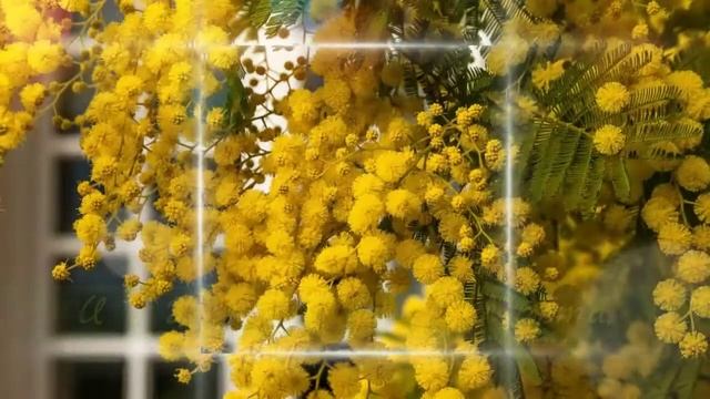 Веточка мимозы смотреть онлайн