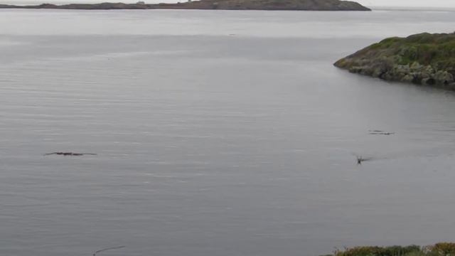 Медведица не могла спасти медвежат из холодной воды, но то, что случилось дальше удивило весь мир смотреть онлайн