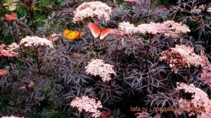 Бузина черная Блэк Лэйс (sambucus nigra) ? Блэк Лэйс обзор: как сажать, саженцы бузины Блэк Лэйс