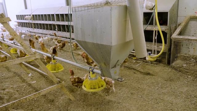 Как выращивают ИНДЕЙКУ для магазинов // расскажу @paramynut смотреть онлайн