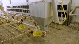 Как выращивают ИНДЕЙКУ для магазинов // расскажу @paramynut